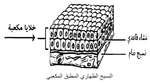 مثال