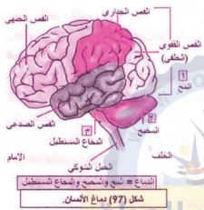 الدماغ