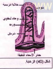 الزغابة