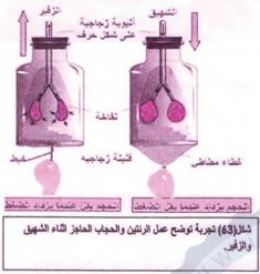 آلية التنفس